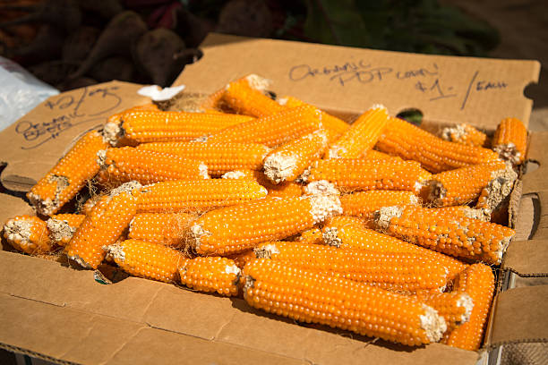 Organic Pop Corn at Farmer's Market. stock photo