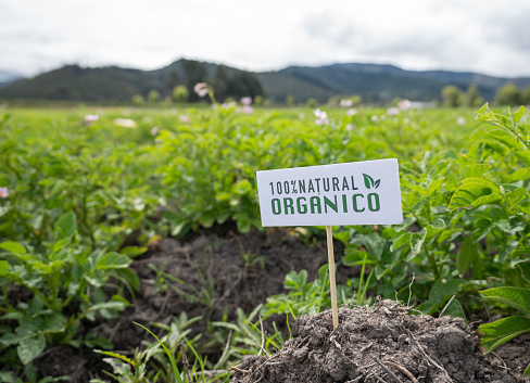 Organic potato plantation at a Latin American farm displaying a sign - agriculture concepts.