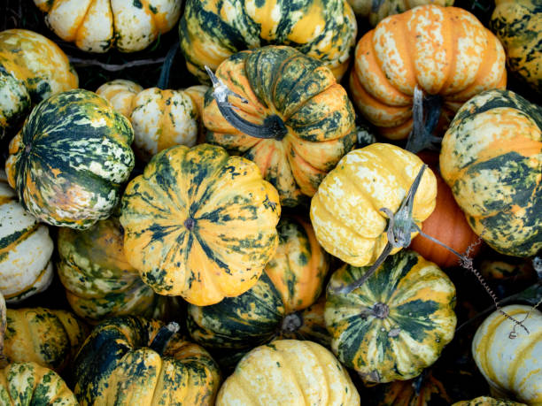 Organic Pumpkins stock photo