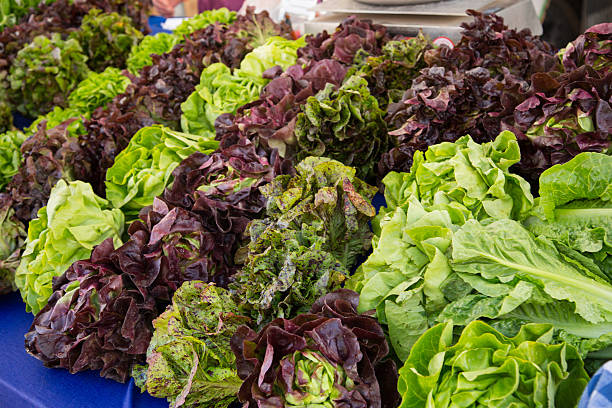 Organic Red Leaf, Butter and Romaine Lettuce stock photo