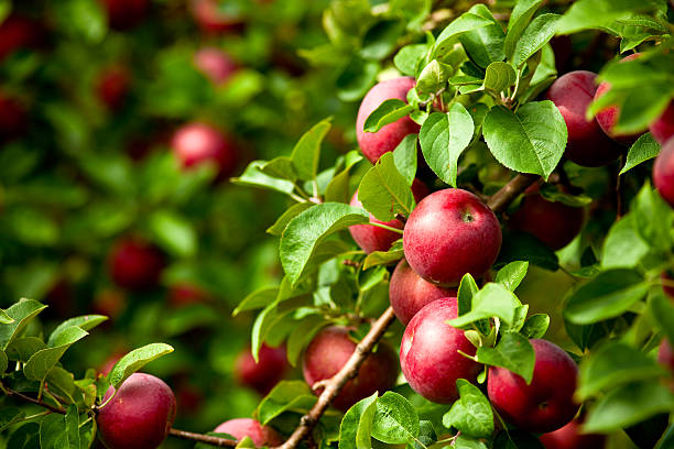 organic red ripe apples on the orchard tree with leaves - boomgaard stockfoto's en -beelden