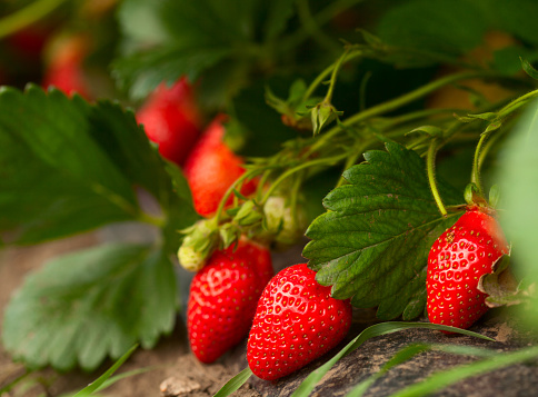 strawberries vine organic