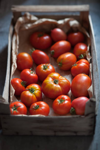 Organic tomatoes stock photo