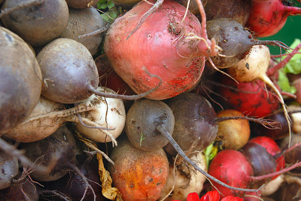 Organic turnip stock photo