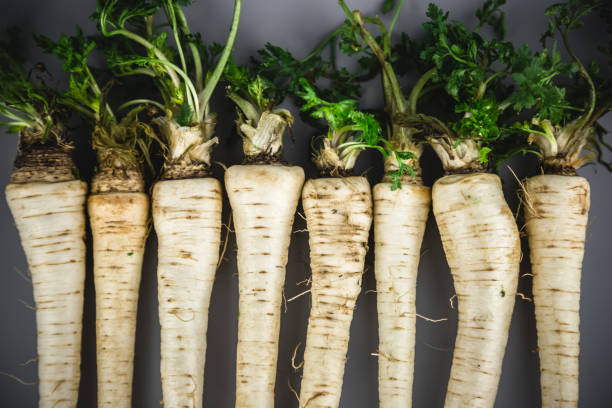 Organic uneven Parsley root with greens stock photo