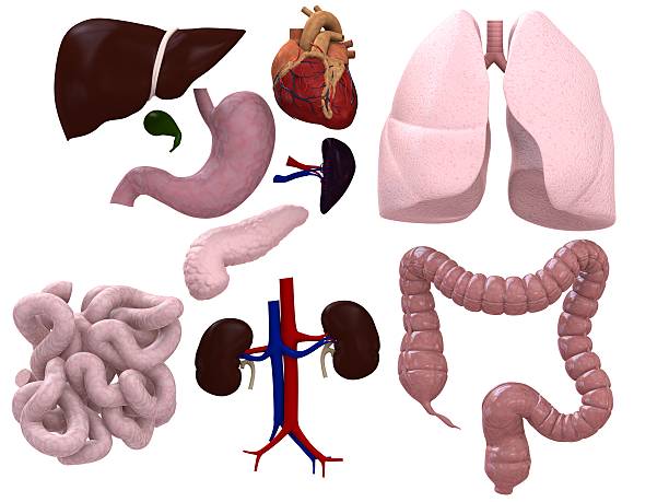 organs chart stock photo