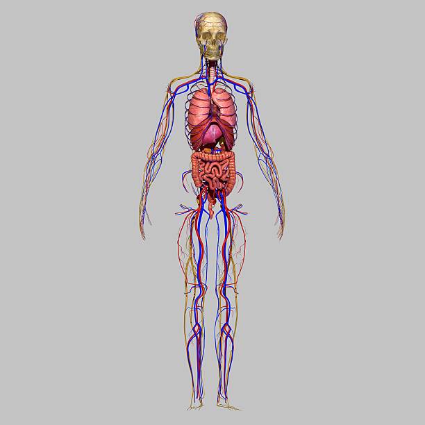 Organs with nervous system Organs with nervous system is a collection of sciencepics vagus nerve stock pictures, royalty-free photos & images