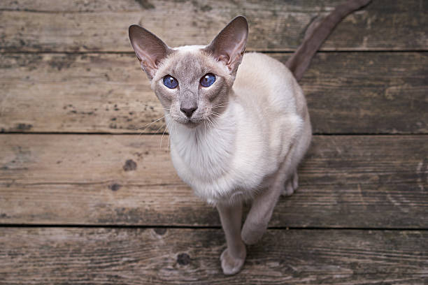 Oriental cat                    siamese oriental cat with blue eye             east stock pictures, royalty-free photos & images