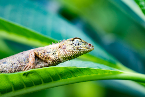 One common Oriental Garden Lizard is sitting on a Frangipani Leelawadee Plumeria plant.  These small reptiles frequent urban and rural garden areas in Thailand and Southeast Asia.  Image taken in Ko Lanta, Krabi province, Thailand.