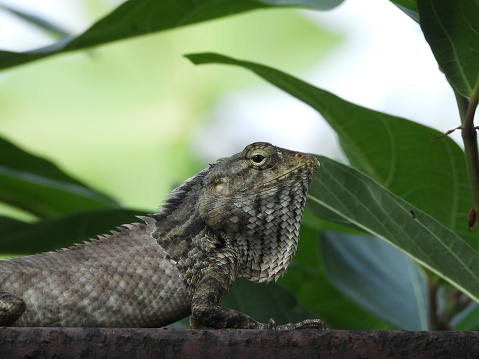 Oriental garden lizard