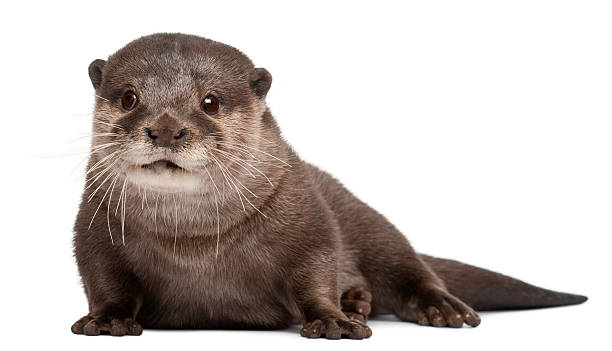 Oriental small-clawed otter, Amblonyx Cinereus, 5 years old, sitting Oriental small-clawed otter, Amblonyx Cinereus, 5 years old, sitting in front of white background otter photos stock pictures, royalty-free photos & images