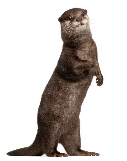 Oriental small-clawed otter, Amblonyx Cinereus, 5 years old, standing in front of white background Oriental small-clawed otter, Amblonyx Cinereus, 5 years old, standing in front of white background otter photos stock pictures, royalty-free photos & images