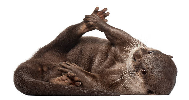 Oriental small-clawed otter, Amblonyx Cinereus, lying, white background.  otter photos stock pictures, royalty-free photos & images
