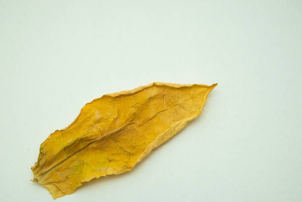 Oriental tobacco leaves stock photo
