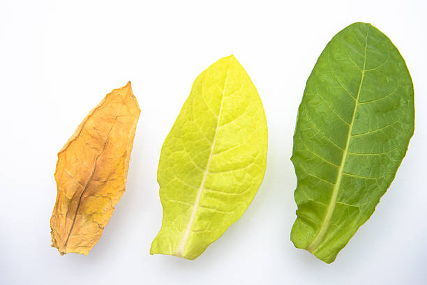 Oriental tobacco leaves stock photo