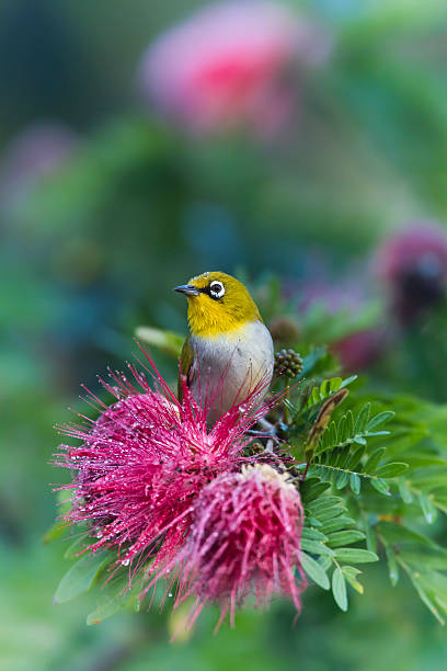 Oriental white-eye in red powder puff tree flower Zosterops palpebrosus chitwan stock pictures, royalty-free photos & images