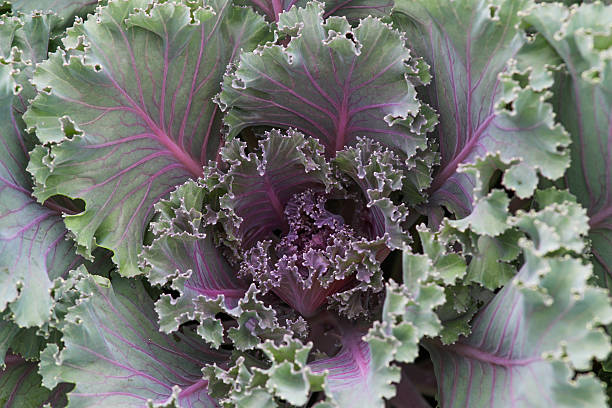 Ornamental Cabbage close up. stock photo