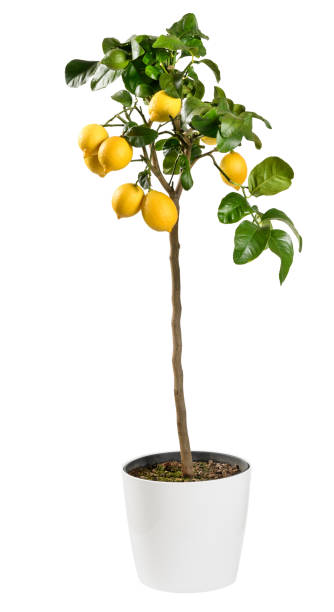 Ornamental fruiting lemon tree on white Ornamental fruiting lemon tree, a popular houseplant, potted in a container isolated on white with ripening yellow fruit and glossy green leaves fruit tree photos stock pictures, royalty-free photos & images