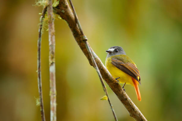 Ornate flycatcher, Myiotriccus ornatus, yellow grey bird from Sumaco in Ecuador. Flycatcher sitting on the tree branch in the habitat - tropic mountain forest. Birdwatching in South America. stock photo