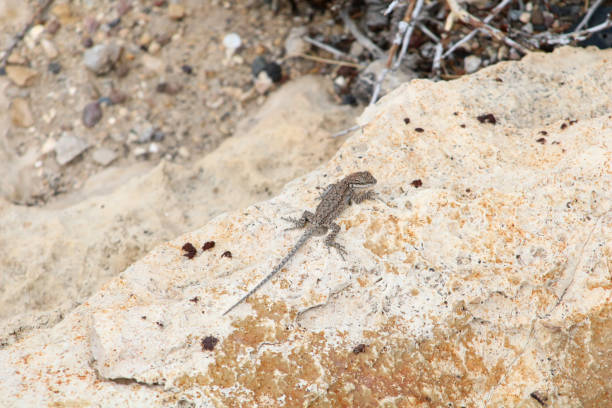 Ornate Tree Lizard Reptile on a Rock in the Desert stock photo