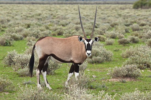 Oryx antelope in Etosha National Park in Namibia in Africa