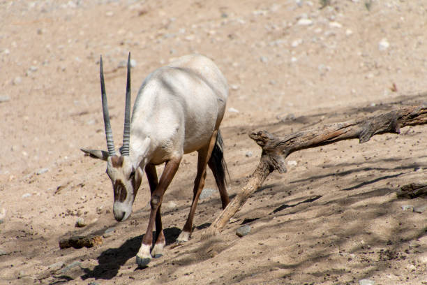 Oryx stock photo