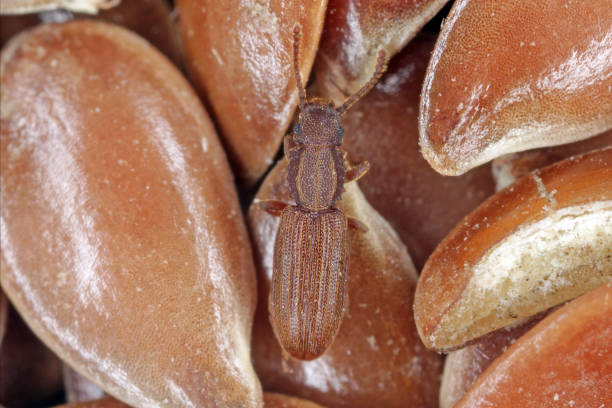 Oryzaephilus surinamensis called "Sawtoothed grain beetle" from family Silvanidae. It is a common worldwide pest in warehouses and homes. Beetle on flax seeds. high magnification. stock photo