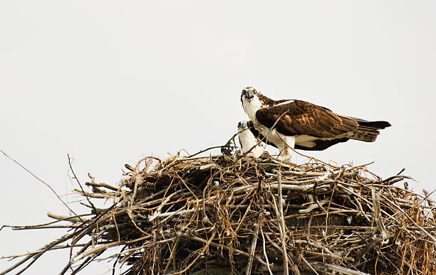 Osprey and Chick in Nest I stock photo