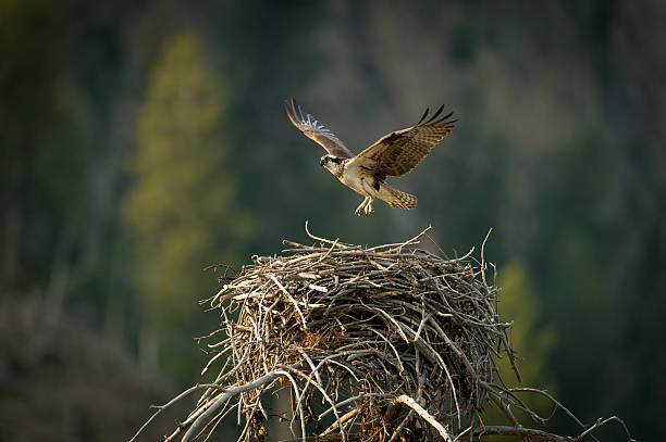 Osprey flying from nest Osprey flying from nest bird's nest stock pictures, royalty-free photos & images