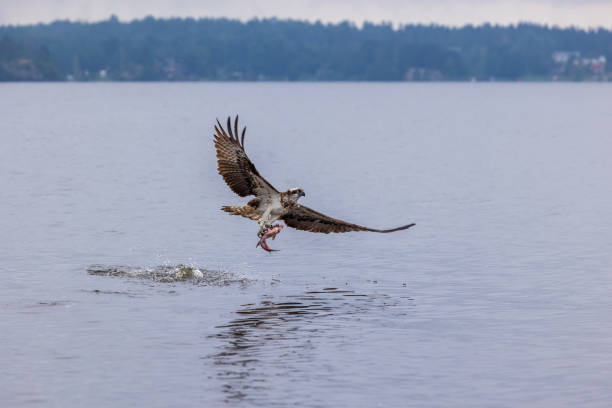 Osprey with wings fully spread and fish in his claws stock photo