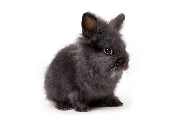 osterhase - easter bunny - dwarf rabbit isolated bildbanksfoton och bilder