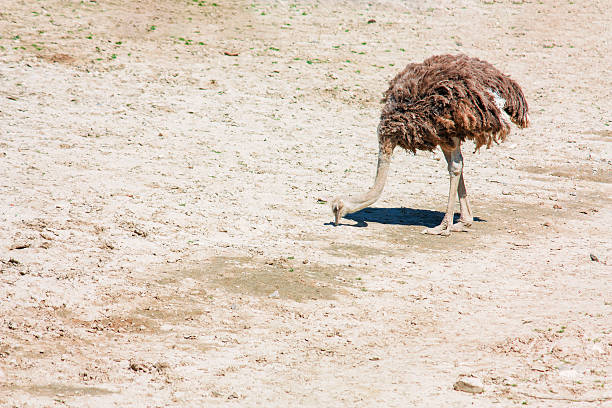 ostrich, beautiful in nature animal photograph stock photo
