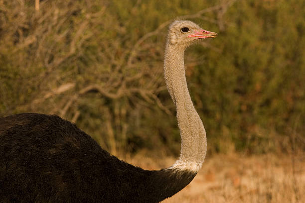 Ostrich Closeup stock photo