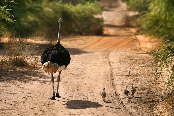 Ostrich Family stock photo