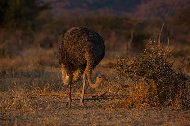 Ostrich grazing in the bush stock photo