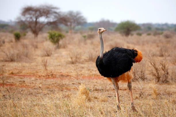 Ostrich stock photo