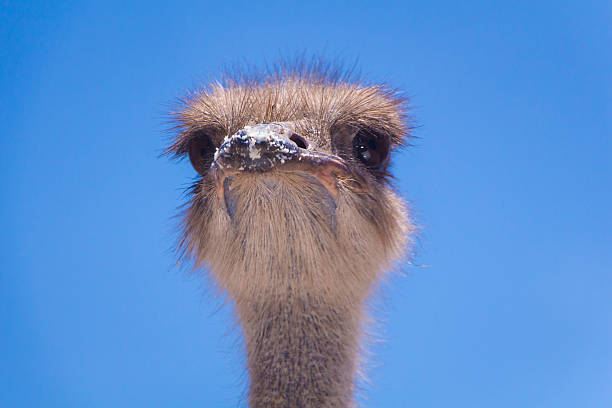 Ostrich stock photo
