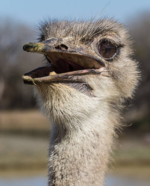 Ostrich profile stock photo