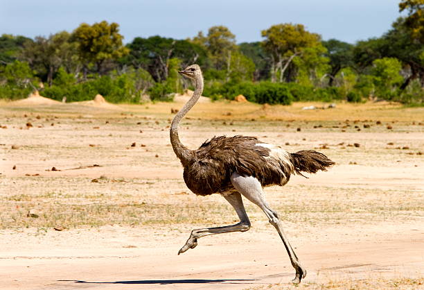 Ostrich running on the Open Plains in Hwange Female Ostrich running across the Hwange Plains in Zimbabwe with a natural bush veld background animal neck stock pictures, royalty-free photos & images