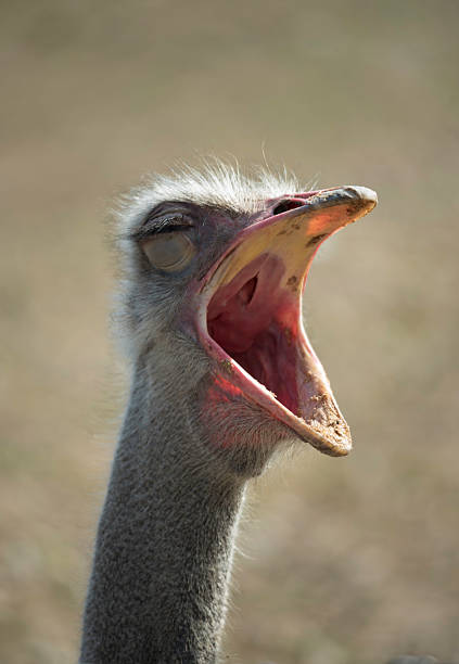 Ostrich yelling stock photo