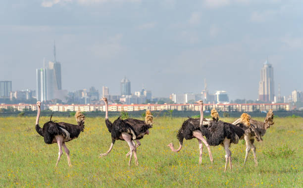 Ostriches Nairobi Kenya stock photo