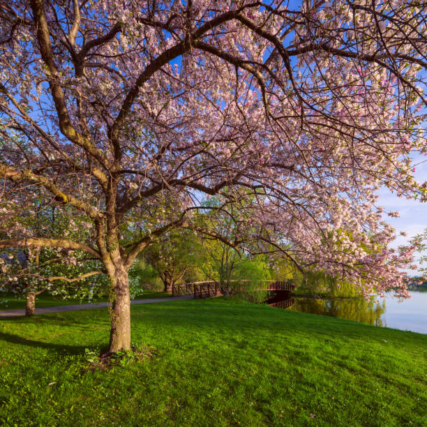 Ottawa Dominion Arboretum in Spring stock photo