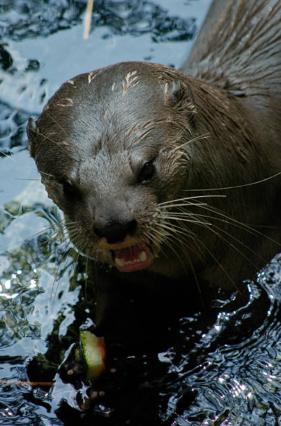 otter essen im wasser - indische fischotter stock-fotos und bilder