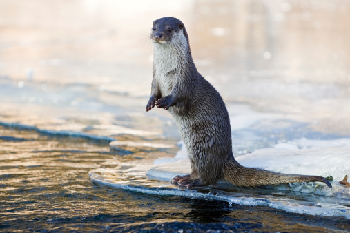 In the evening an european otter is standing on the ice near a creek. RAW-file developed with Adobe Lightroom. PLease have a look at my other otter photos.