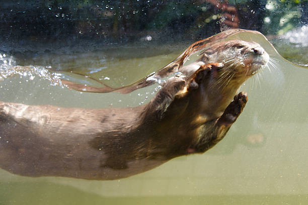 otter kommt aus dem wasser - indische fischotter stock-fotos und bilder
