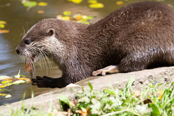 otter on the river bank stock photo