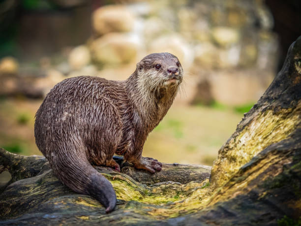Otter Otters are carnivorous mammals in the subfamily Lutrinae. The 13 extant otter species are all semiaquatic, aquatic or marine, with diets based on fish and invertebrates otter photos stock pictures, royalty-free photos & images