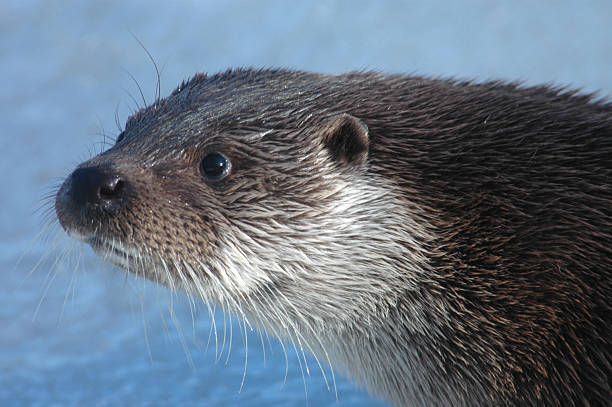 Otter stock photo