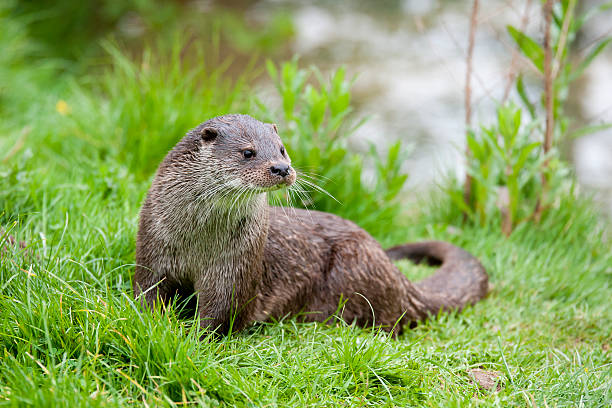 Otter Portrait of a European River Otter. Conservation status near threatened otter photos stock pictures, royalty-free photos & images