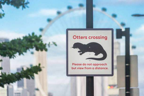 schild "otters crossing" in singapur - indische fischotter stock-fotos und bilder